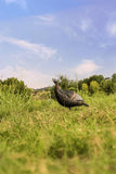 Flextone Thunder Jake Turkey Decoy