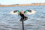 Mojo Outdoors Elite Series Green Wing Teal Duck Hunting Motion Decoy